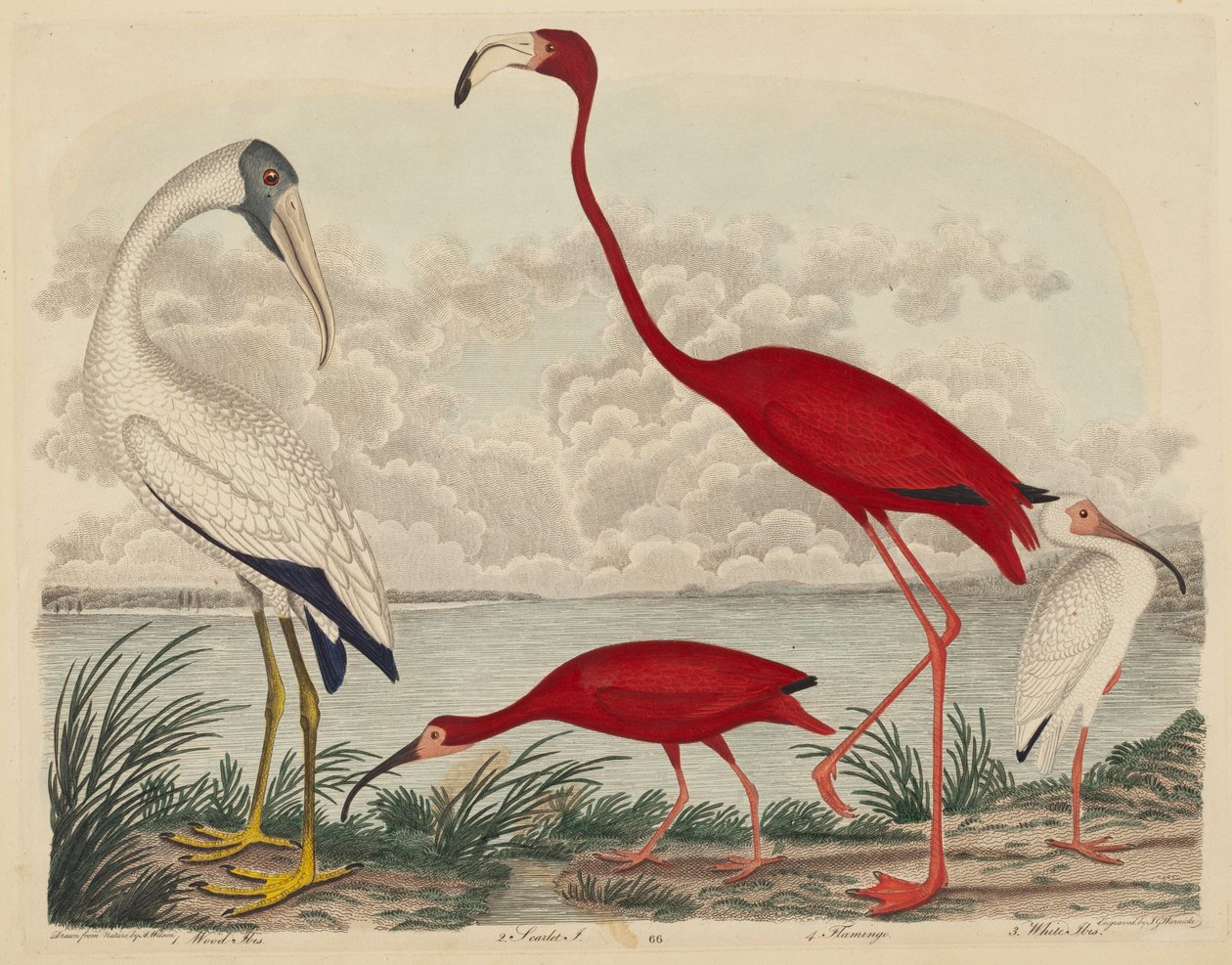 Wood Ibis, Scarlet Ibis, Flamingo ja White Ibis, julkaistu 1808-1814. tekijältä John G. Warnicke