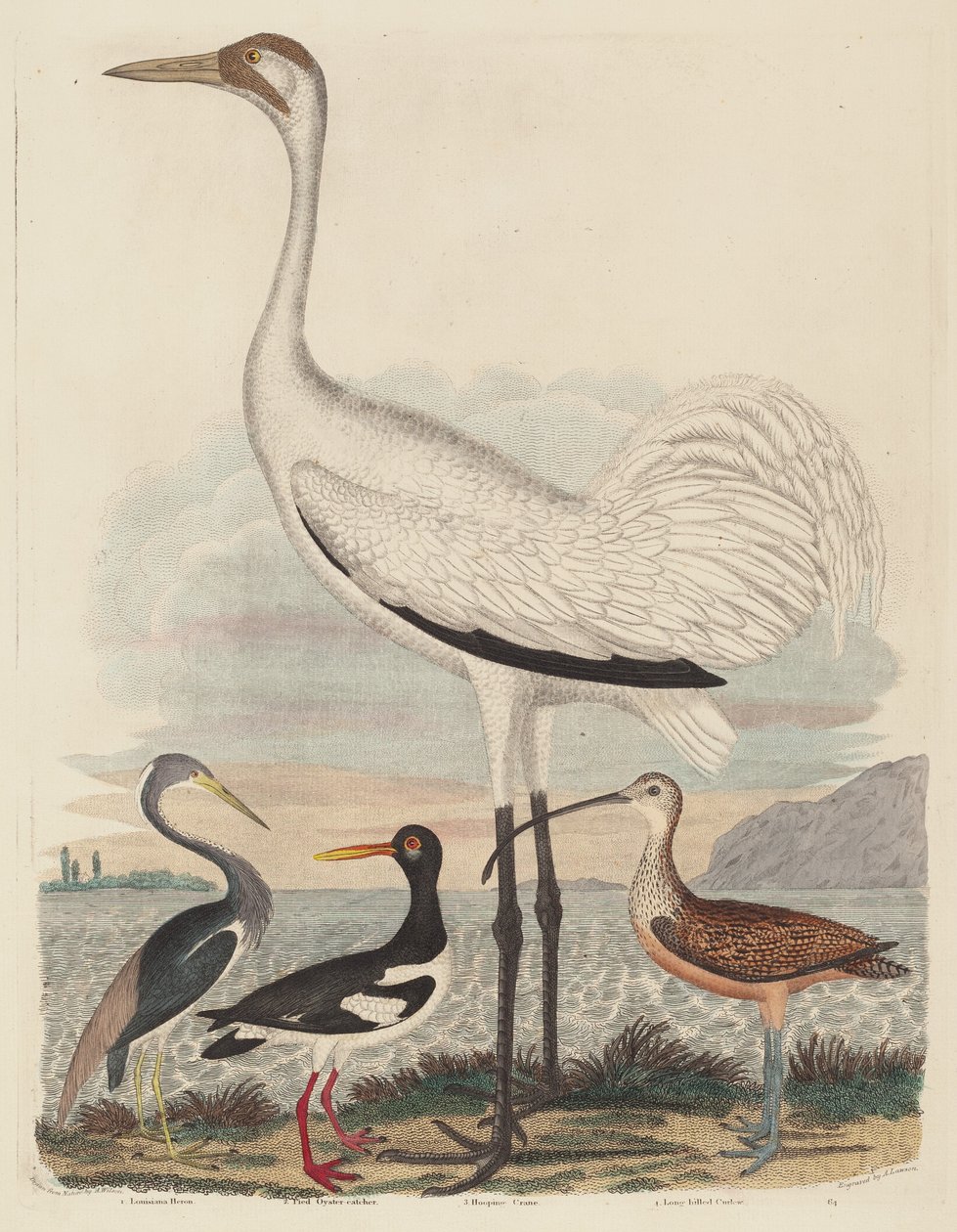 Louisiana Heron, Pied Oyster-sieppari, Hooping Crane ja pitkänokkainen kihara tekijältä John G. Warnicke after Alexander Wilson