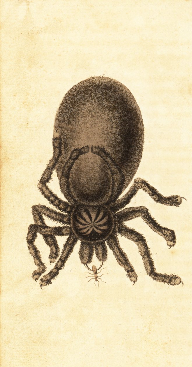 Pinktoe tarantula, Avicularia avicularia. ,1800 (kaiverrus) tekijältä John Gabriel Stedman