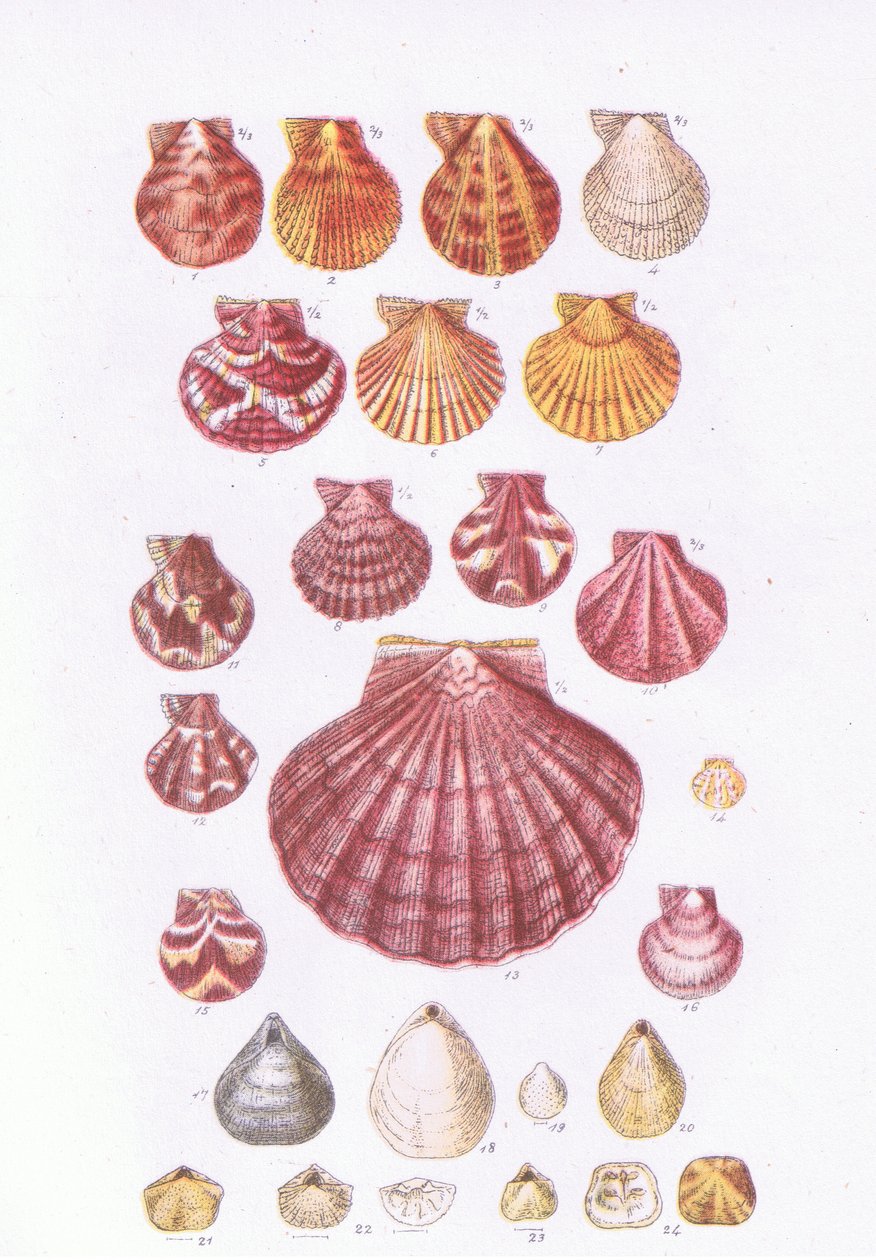 British Scallops, Nature in Britain julkaisija Collins, 1946 tekijältä John George Sowerby