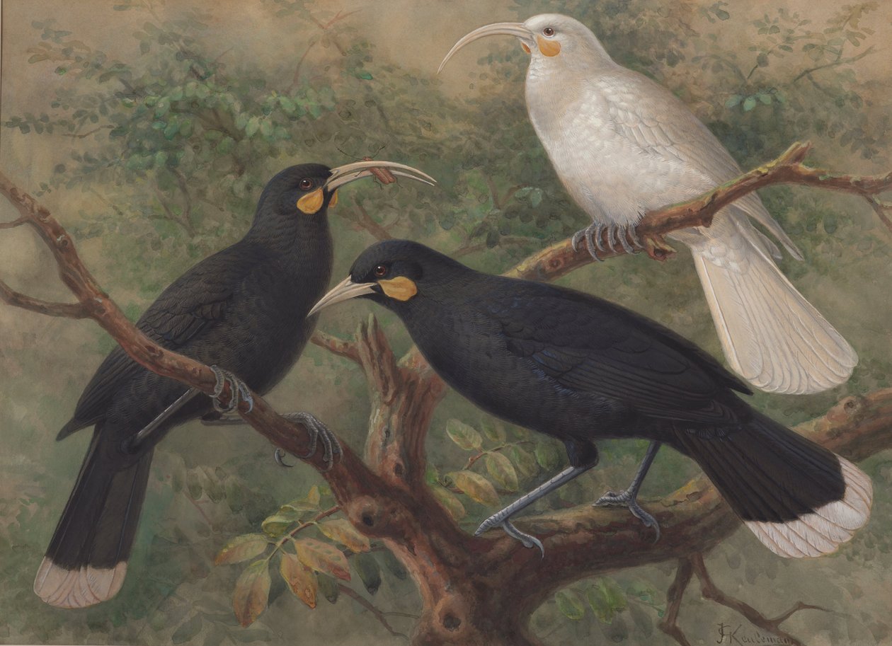 Kolme Huiaa (Heteralocha acutirostris) tekijältä John Gerrard Keulemans