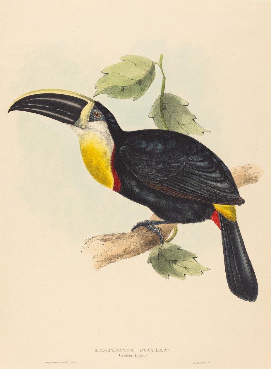 Suuteleva tukaani suutelee Ramphastosta. Tekijät: John Gould, Elizabeth Gould. tekijältä John Gould, Elizabeth Gould
