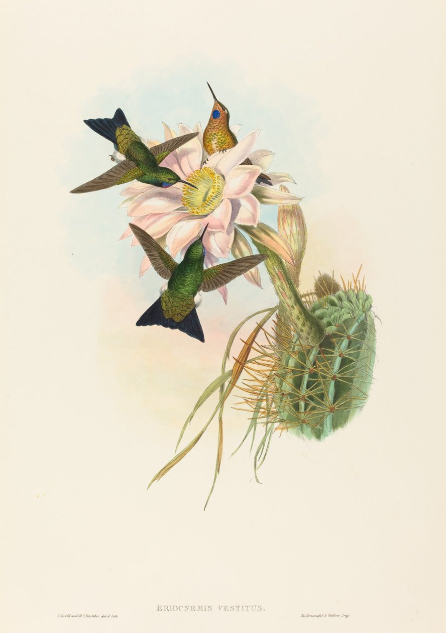 Eriocnemis vestitus Glowing Puff-Leg. Tekijät: John Gould, Henry Constantine Richter. tekijältä John Gould and Henry Constantine Richter John Gould and Henry Constantine Richter
