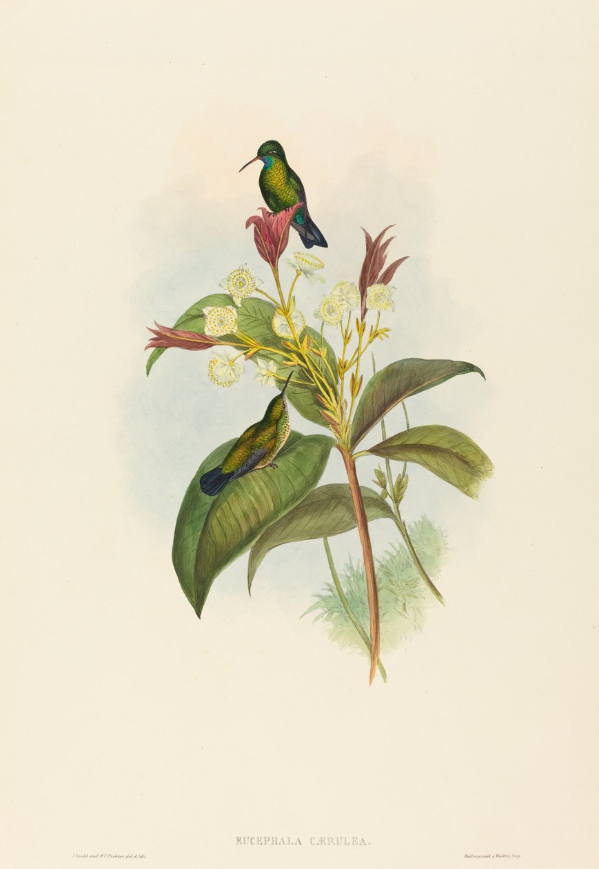 Eucephala caerulea Sinileukainen safiiri. Tekijät: John Gould, Henry Constantine Richter. tekijältä John Gould and Henry Constantine Richter John Gould and Henry Constantine Richter