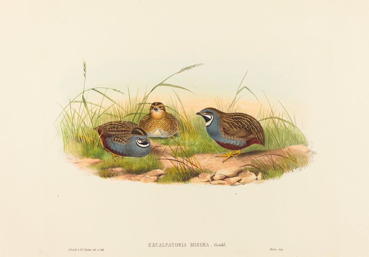 Excalftoria minima Sinirintaviiriäinen. Tekijät: John Gould, Henry Constantine Richter. tekijältä John Gould and Henry Constantine Richter John Gould and Henry Constantine Richter