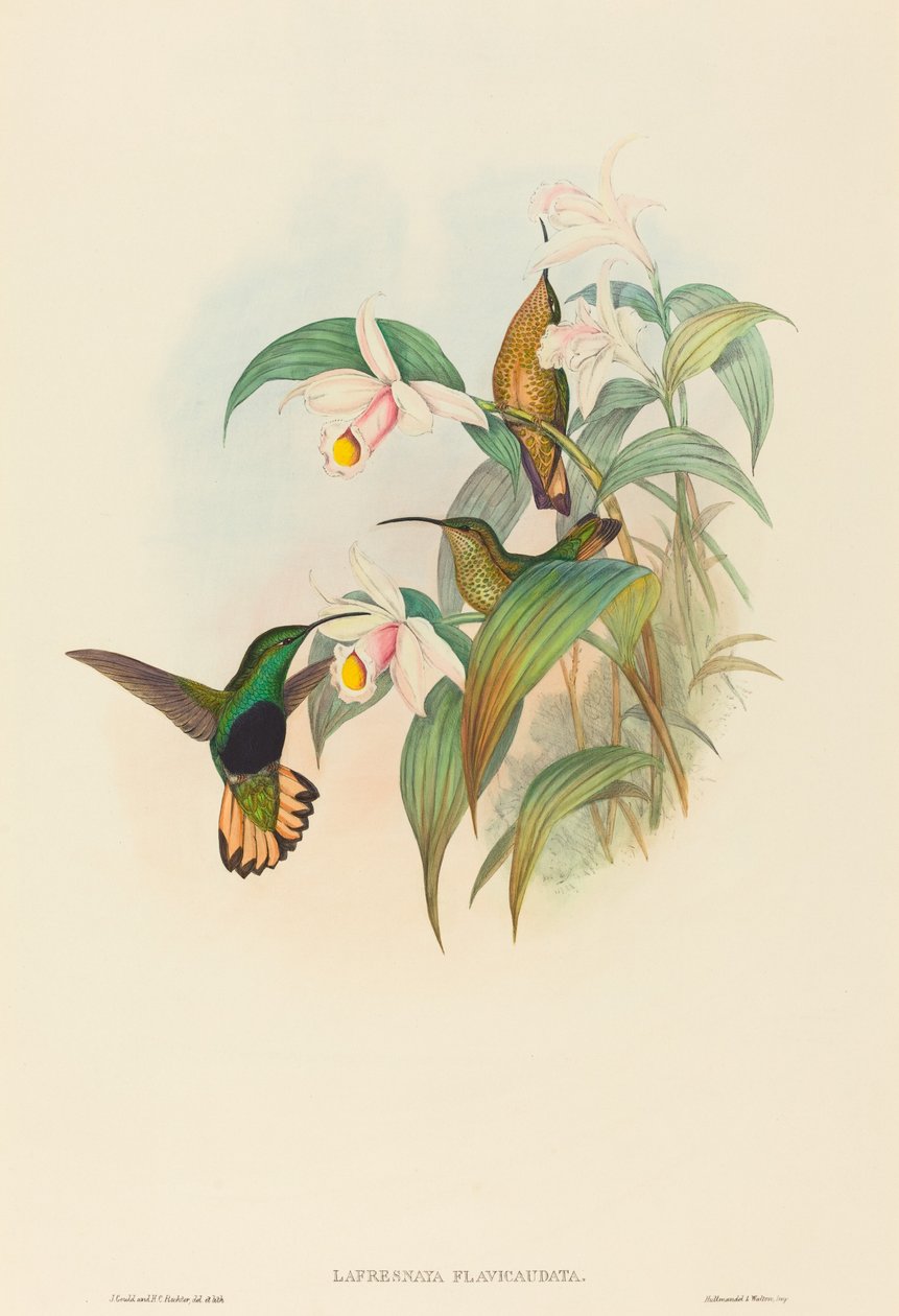 Lafresnaya flavicaudata Buff-tailed Velvet-rinta. Tekijät: John Gould, Henry Constantine Richter. tekijältä John Gould and Henry Constantine Richter John Gould and Henry Constantine Richter