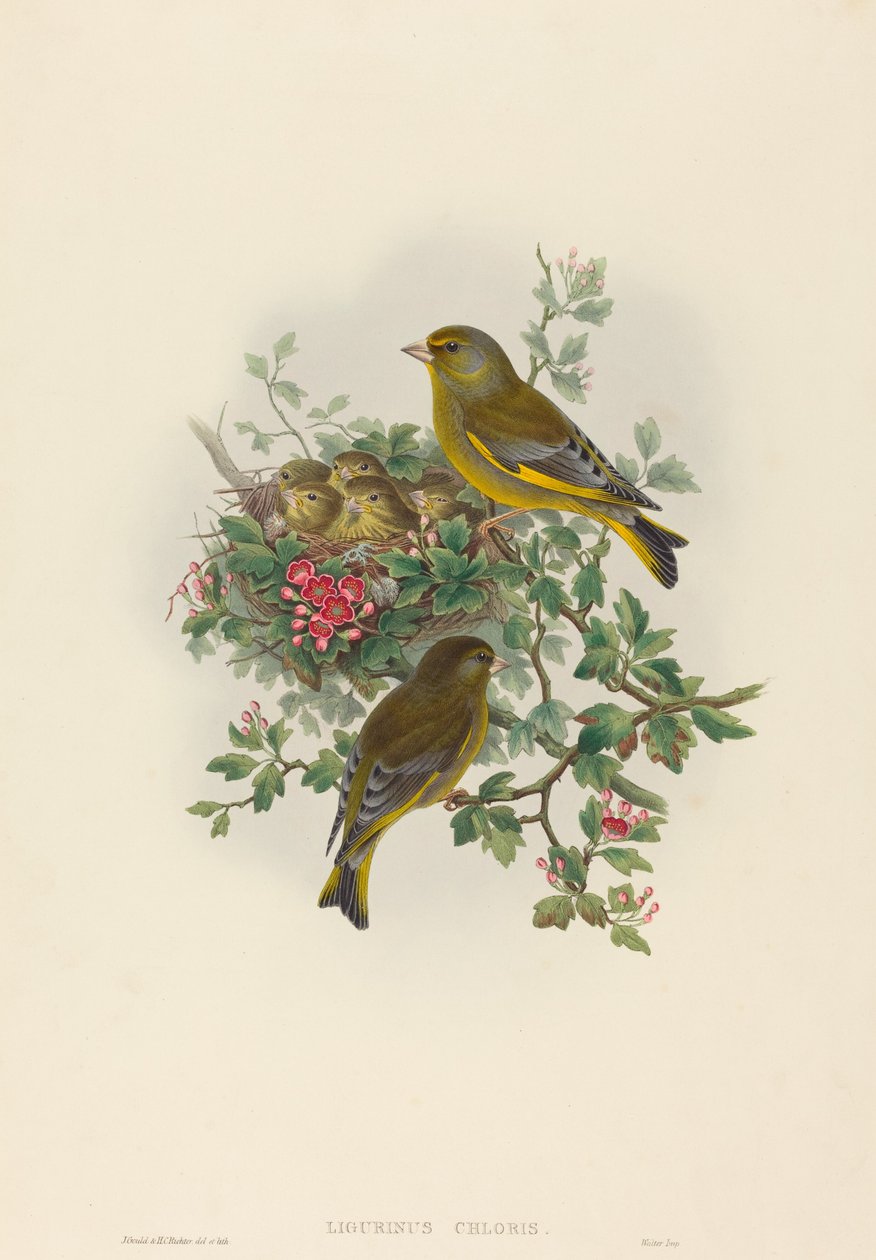 Ligurinus chloris viherpeippo. Tekijät: John Gould, Henry Constantine Richter. tekijältä John Gould and Henry Constantine Richter John Gould and Henry Constantine Richter