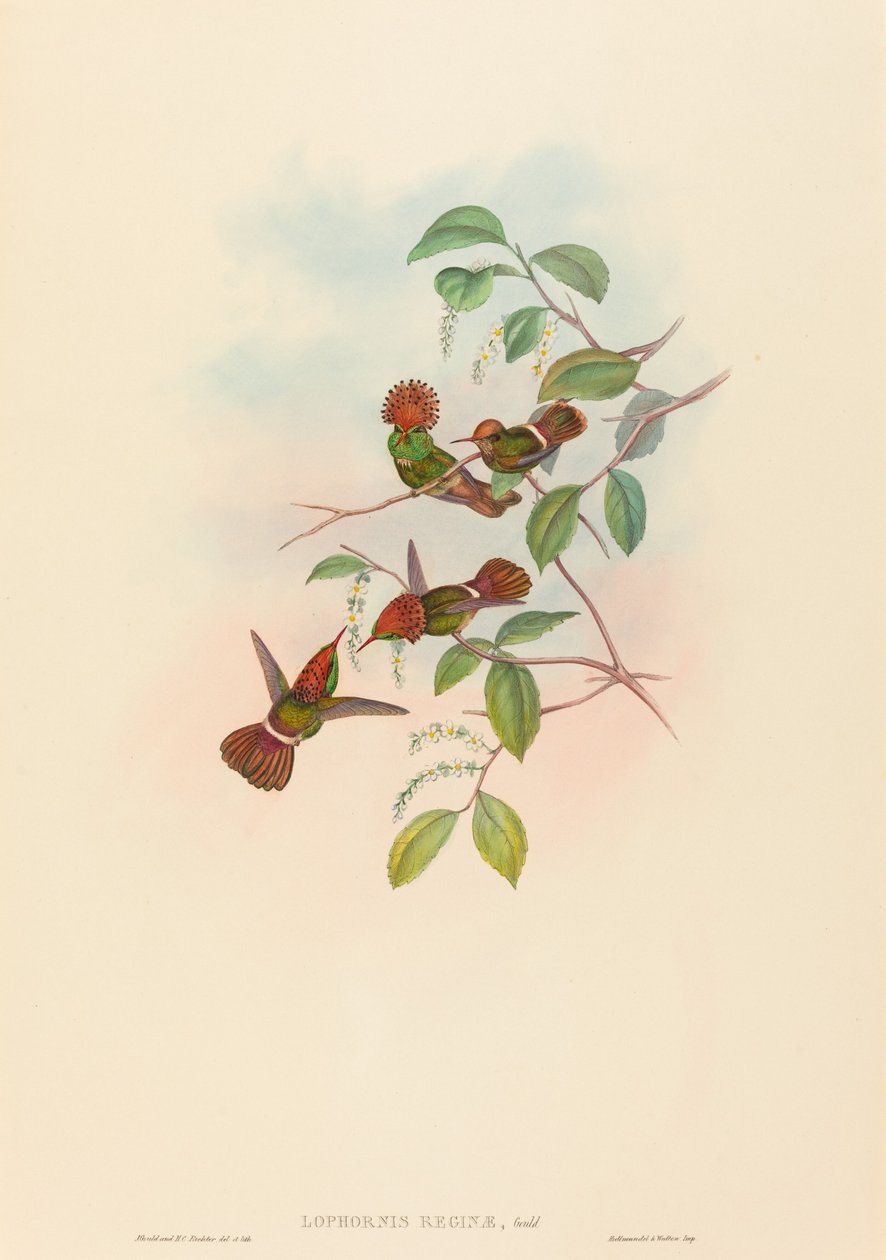 Lophornas reginae Spangled Coquette. Tekijät: John Gould, Henry Constantine Richter. tekijältä John Gould and Henry Constantine Richter John Gould and Henry Constantine Richter
