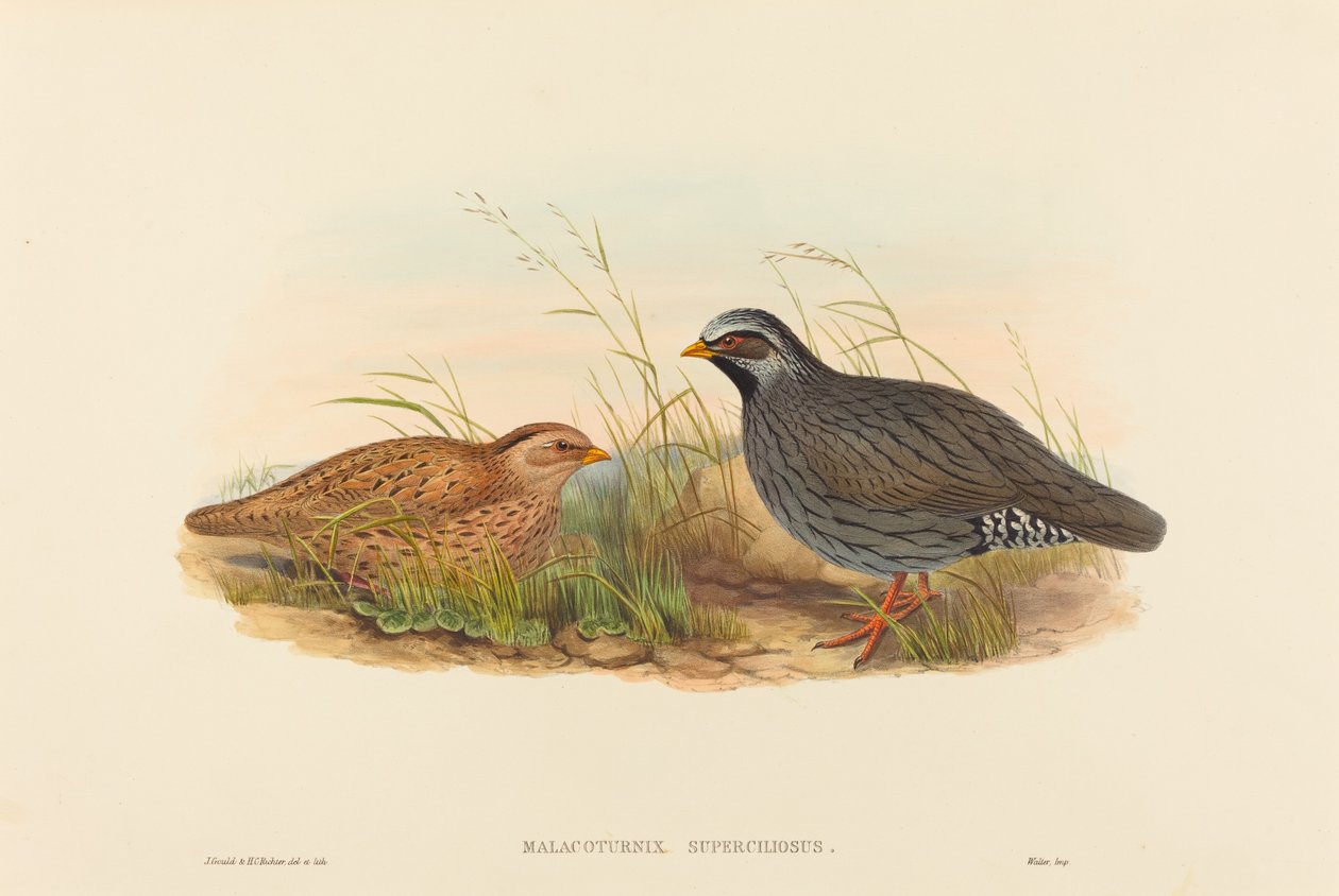 Malacoturnix superciliosus Guatlla de muntanya. Creadors: John Gould, Henry Constantine Richter.finlandès tekijältä John Gould and Henry Constantine Richter John Gould and Henry Constantine Richter