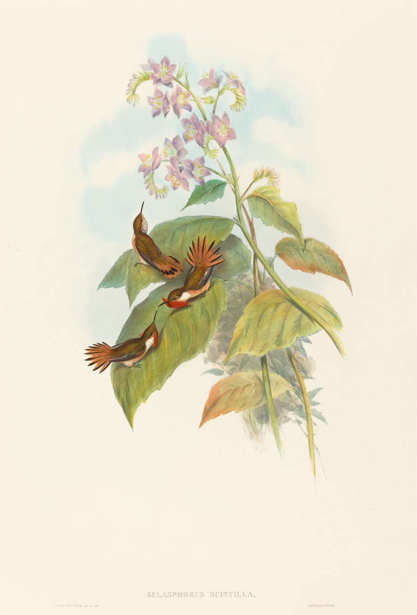 Selashorus scintilla Scintillant Hummingbird. Tekijät: John Gould, Henry Constantine Richter. tekijältä John Gould and Henry Constantine Richter John Gould and Henry Constantine Richter