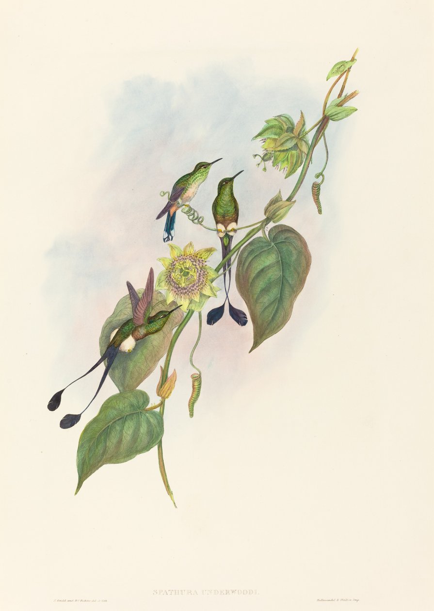 Spathura underwoodi White-footed Racket-Tail. Tekijät: John Gould, Henry Constantine Richter. tekijältä John Gould and Henry Constantine Richter John Gould and Henry Constantine Richter