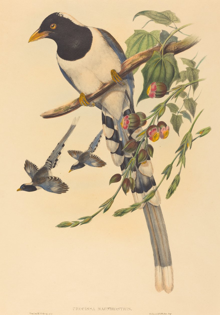 Urocissa magnirostris, luultavasti 18501883. Tekijät: John Gould, Henry Constantine Richter. tekijältä John Gould and Henry Constantine Richter John Gould and Henry Constantine Richter