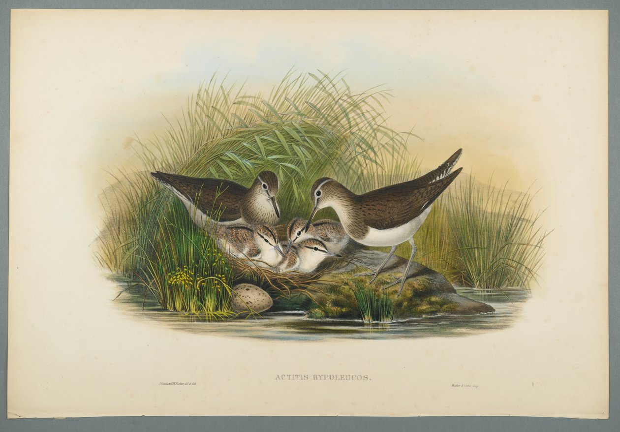 Actitis Hypoleucos - Summer Snipe (värillinen lito kudospaperilla) tekijältä John Gould