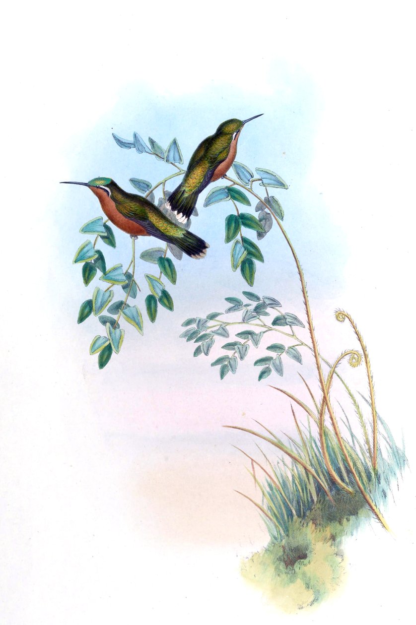 Adelomyia castaneiventris = Lampornis castaneoventris tekijältä John Gould