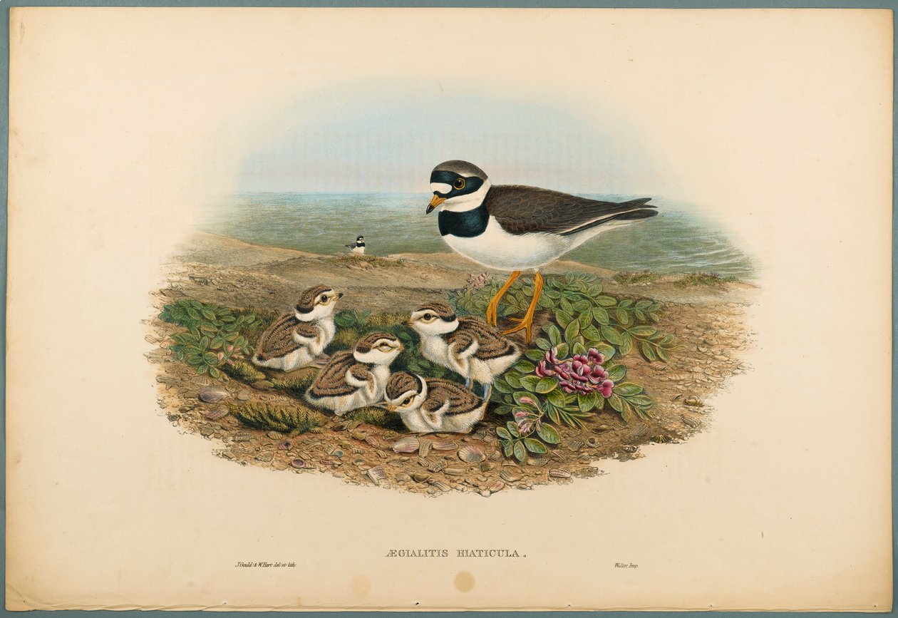 Aegialitis Hiaticula - Ringed Plover (värillinen lito kudospaperilla) tekijältä John Gould