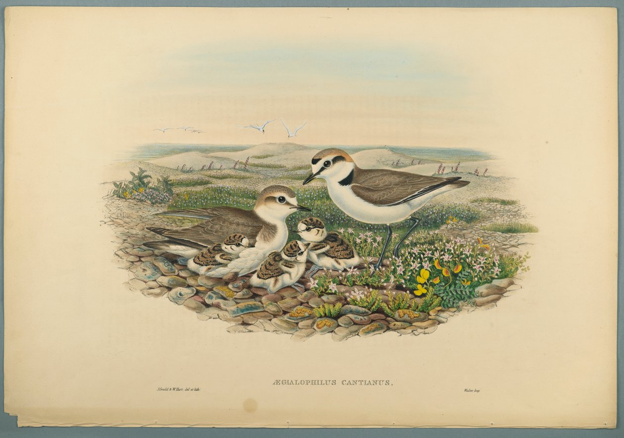 Aegialophilus Cantianus - Kentish Plover (värillinen lito kudospaperilla) tekijältä John Gould