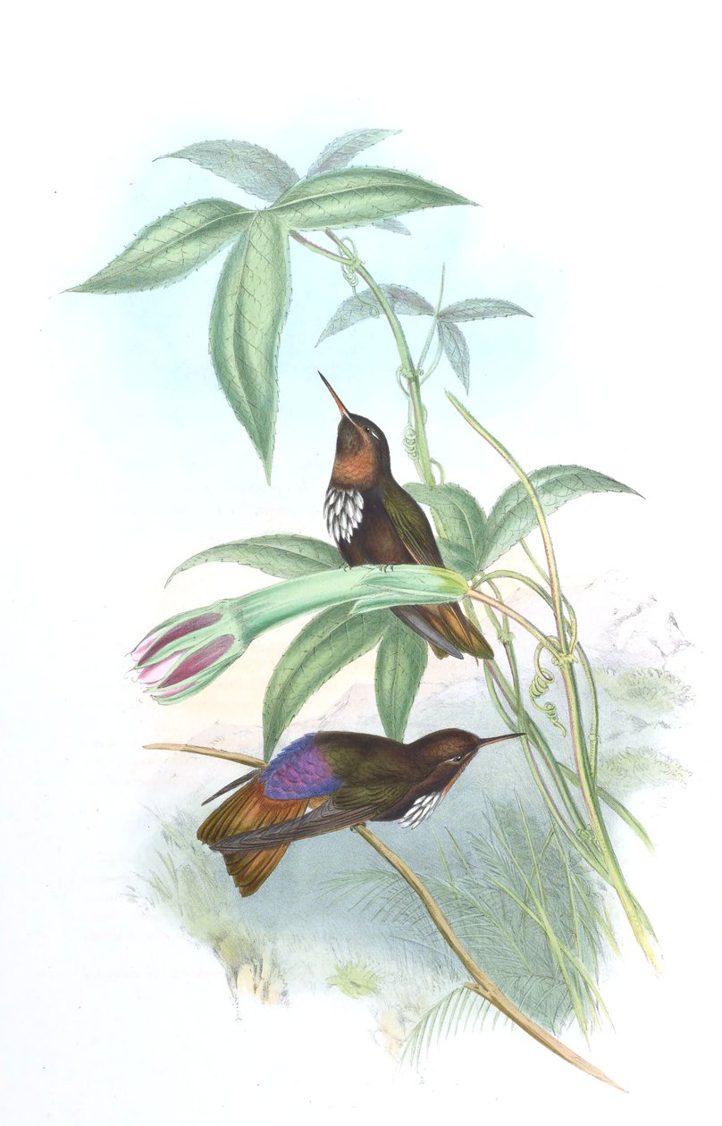Aglaeactis castelnaui tekijältä John Gould
