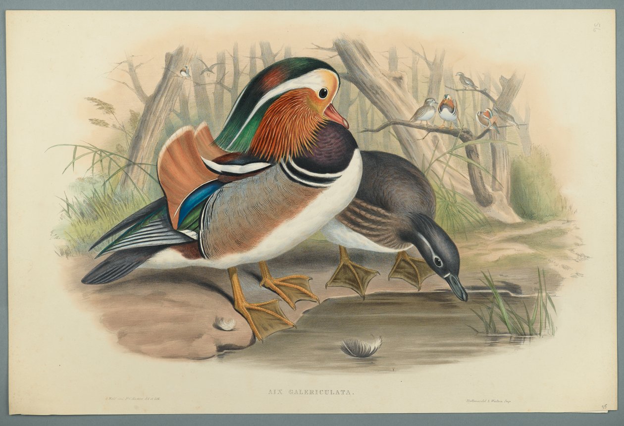 Aix Galericulata: Ankka (värillinen lito kudospaperilla) tekijältä John Gould