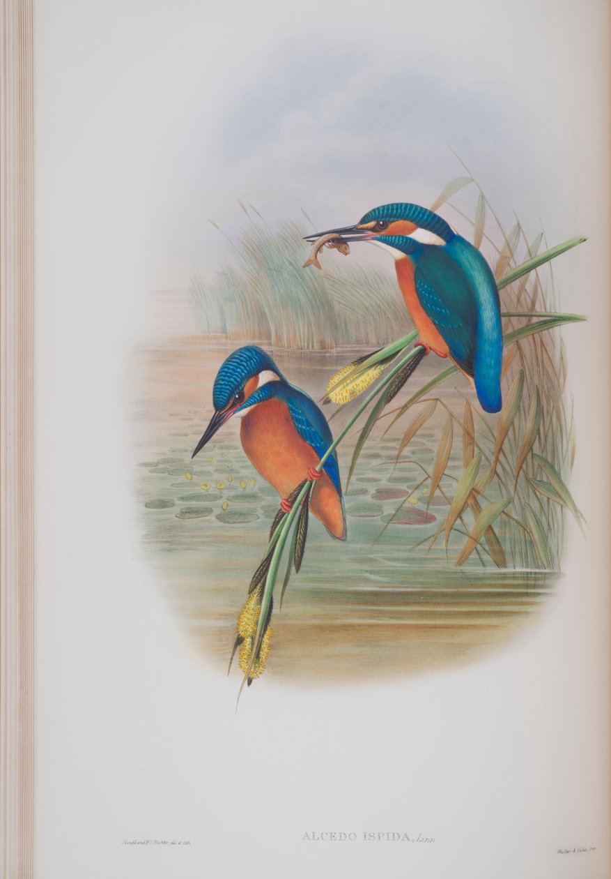 Alcedo Ispida, levy John Gouldin The Birds of Great Britain -julkaisusta, julkaistu 1862-73 (käsinvärinen lito) tekijältä John Gould