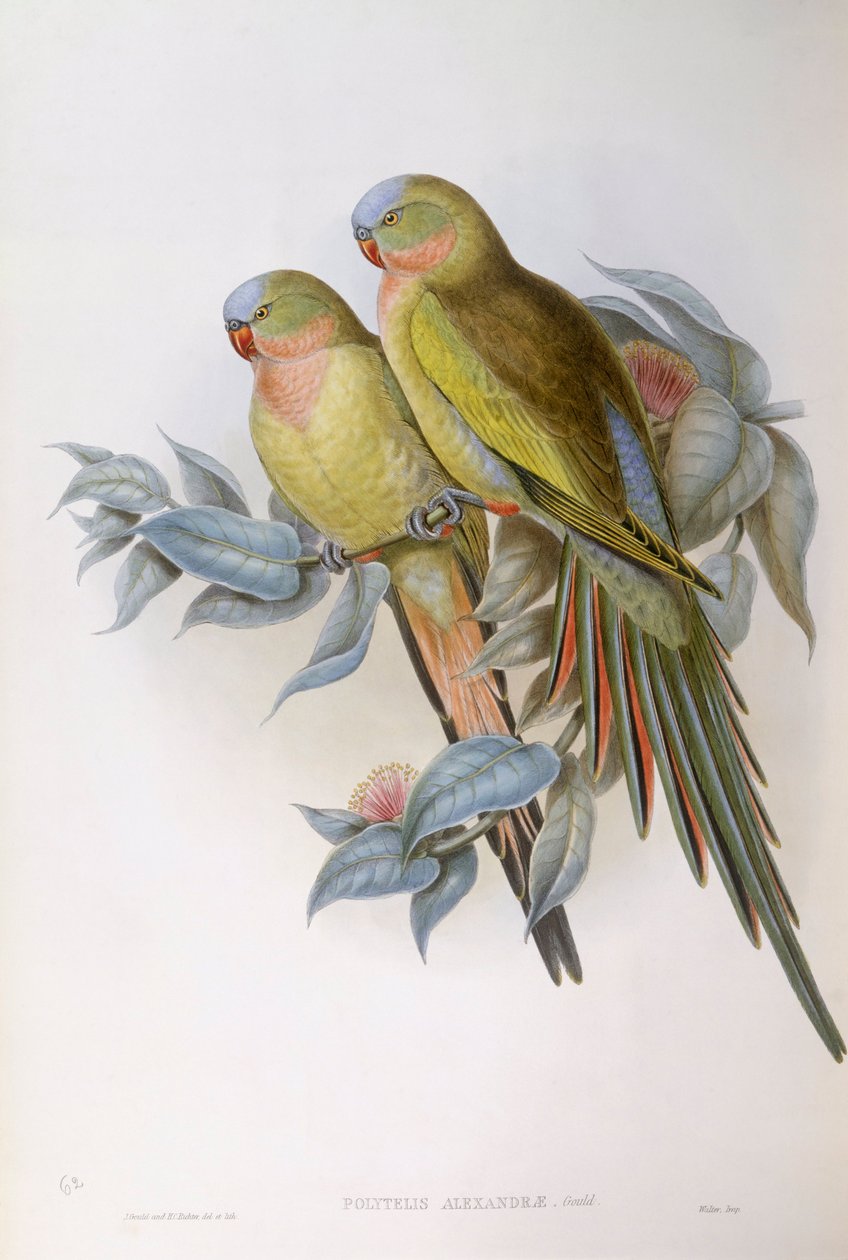 Alexandran papukaija (Polytelis alexandrae), kaiverrus John Gould tekijältä John Gould