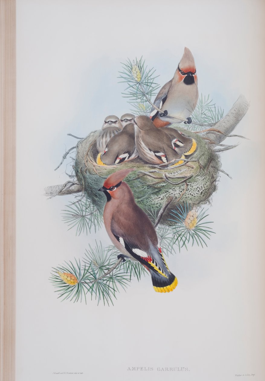 Ampelis Garrulus, John Gouldin The Birds of Great Britain -levy, julkaistu 1862-73 (käsinvärinen lito) tekijältä John Gould