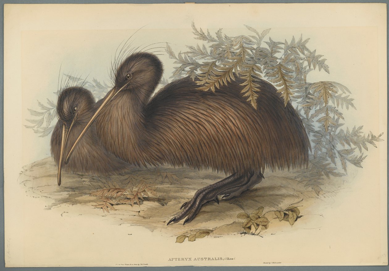 Apteryx Australis (värillinen lito kudospaperilla) tekijältä John Gould