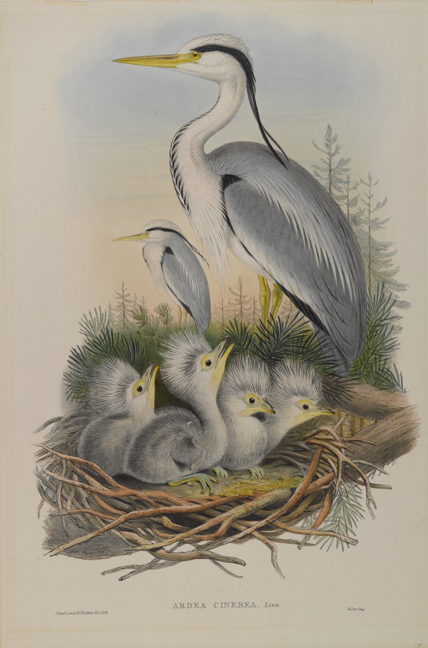 Ardea Cinerea - Heron tekijältä John Gould