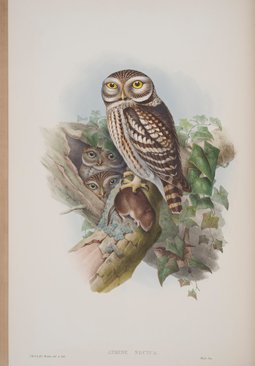 Athene Noctua, lautanen John Gouldin teoksesta The Birds of Great Britain, julkaistu 1862-73 (käsinvärinen lito) tekijältä John Gould