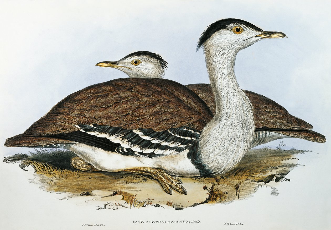 Australian bustrard (Otis australasianus) tekijältä John Gould