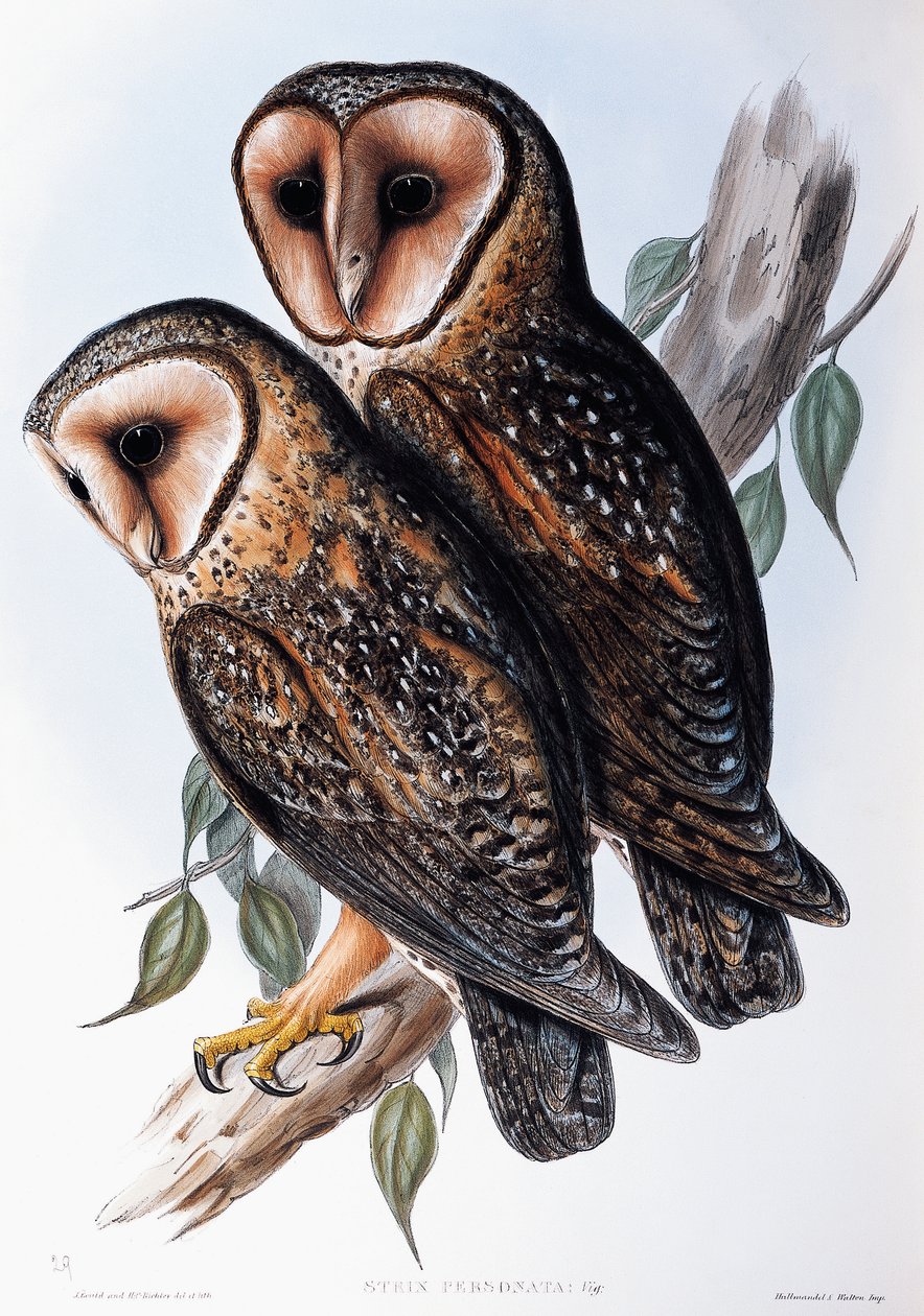 Australian Masked-Pöllö (Strix personata), litografia Birds of Australiasta tekijältä John Gould