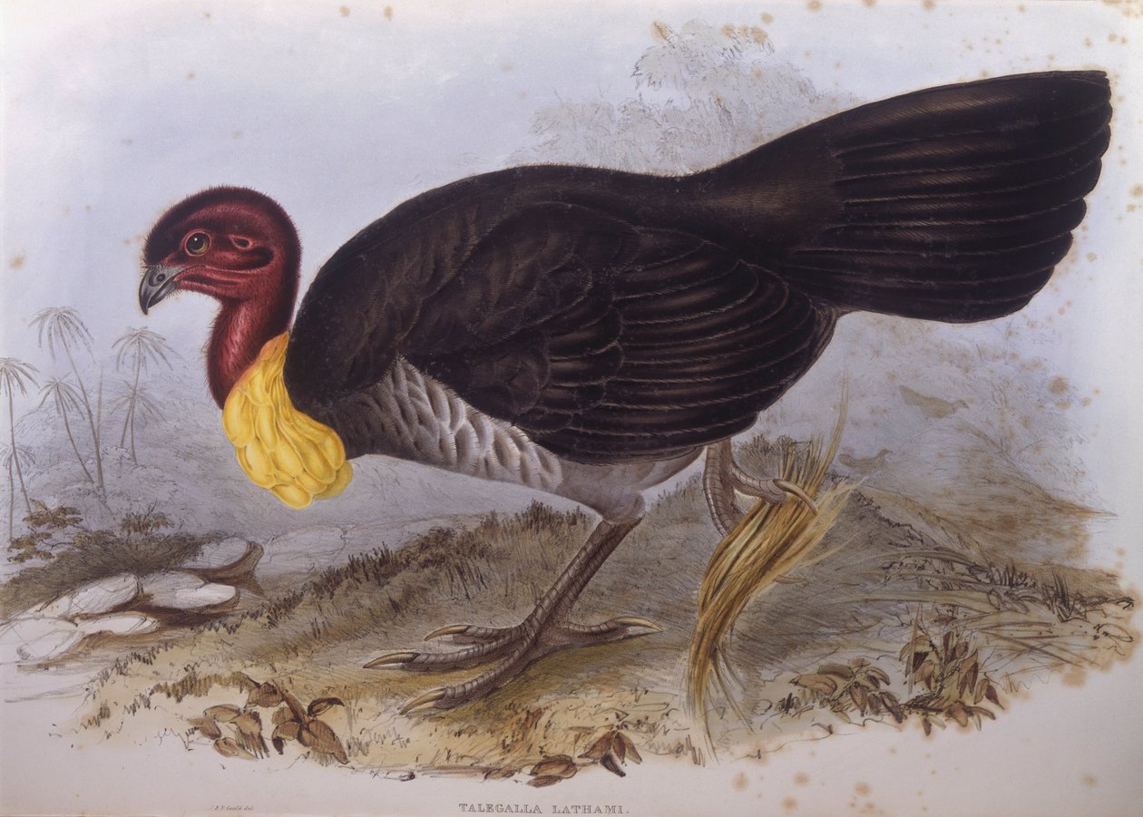 Australian sivellinkalkkuna (Alectura lathami), kaiverrus John Gould tekijältä John Gould