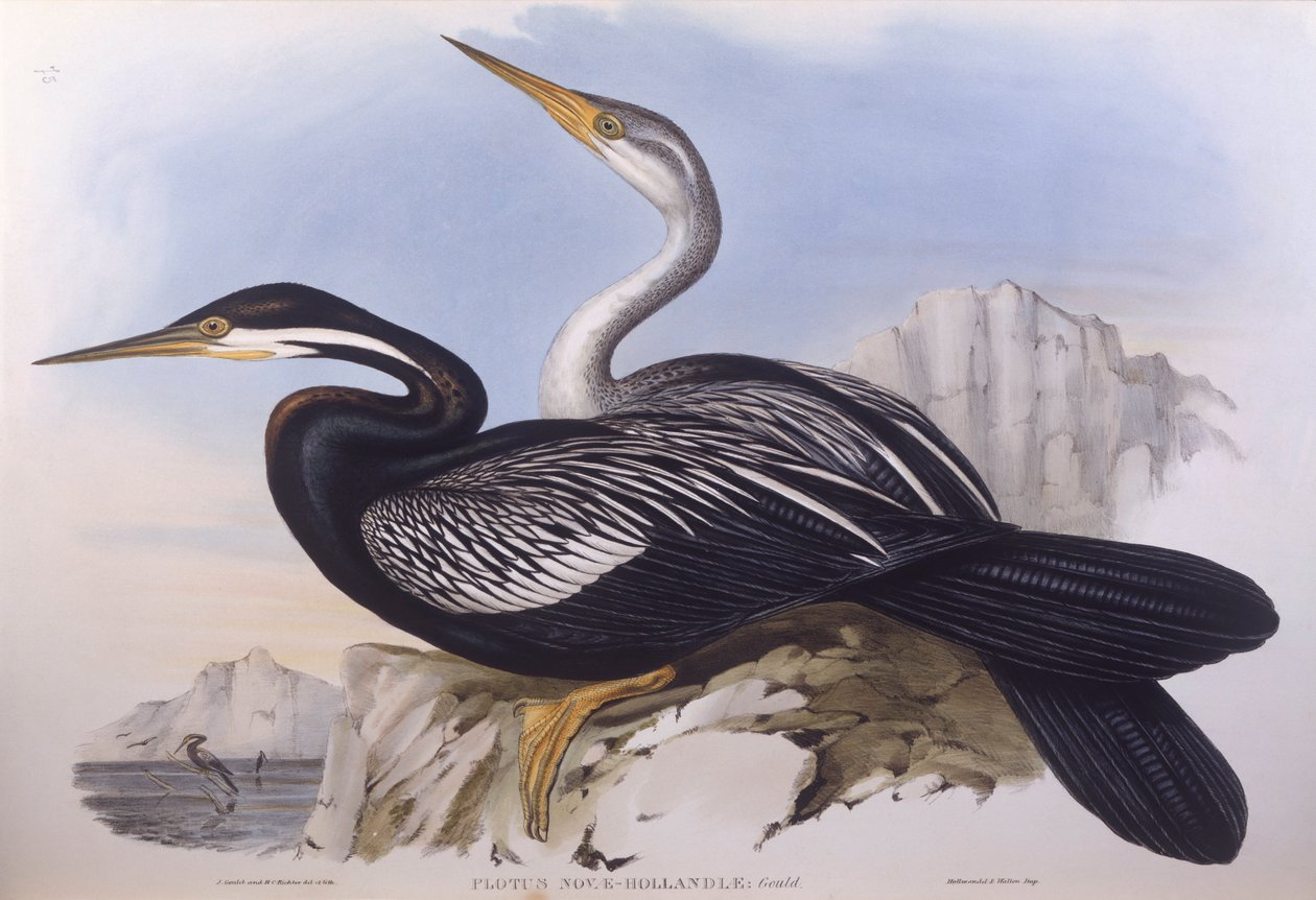 Australian tikka (Anhinga novaehollandiae), kaiverrus John Gould tekijältä John Gould