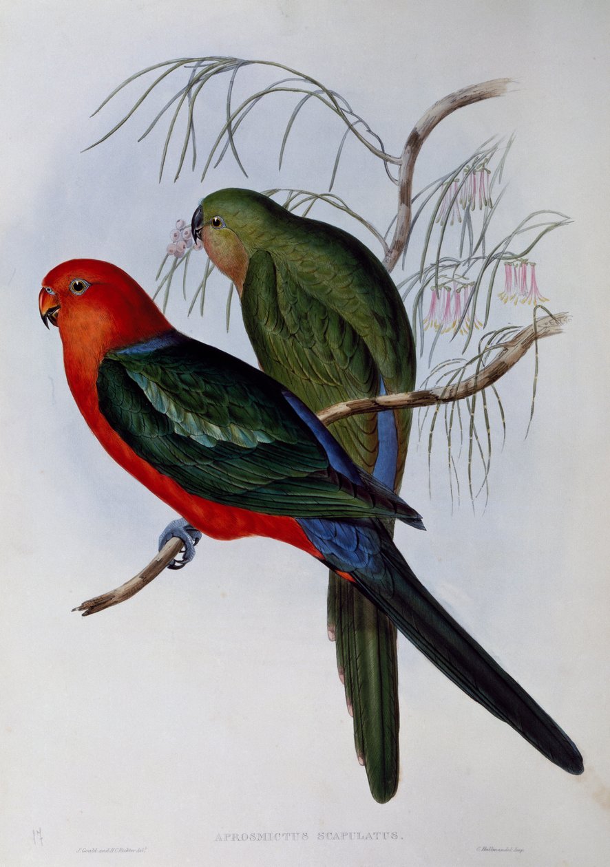 Australian kuningas papukaija (Alisterus scapularis), kaiverrus John Gould (1804-1881) ja Henry Constantine Richter (1821-1902). Yhdistynyt kuningaskunta tekijältä John Gould