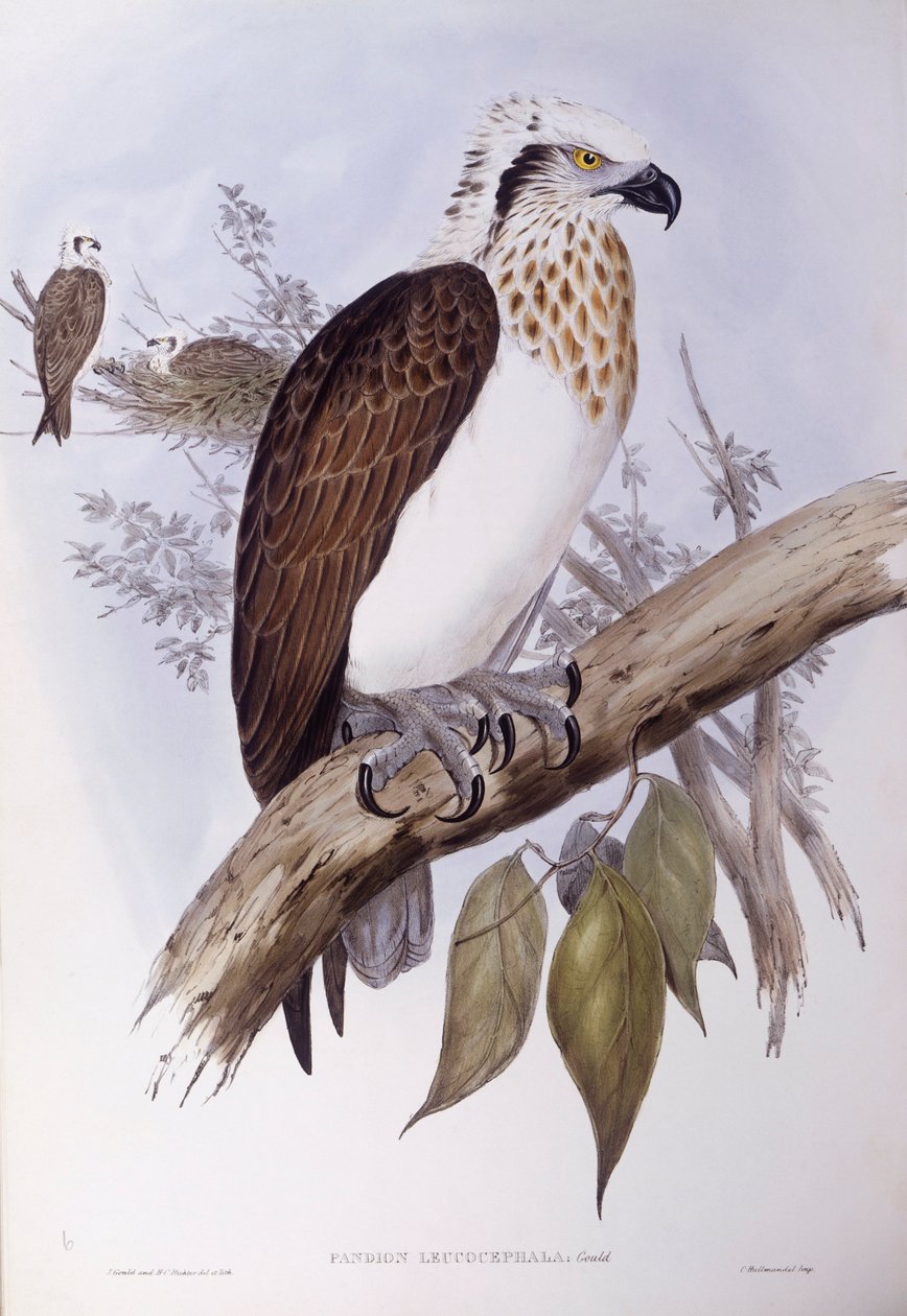 Australian kalasääski (Pandion haliaetus cristatus), kaiverrus John Gould tekijältä John Gould