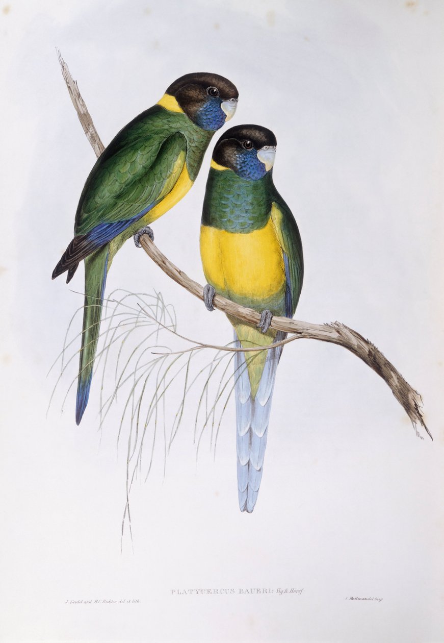 Australian rengaskaula (Barnardius tai Platycercus zonarius), kaiverrus John Gould tekijältä John Gould