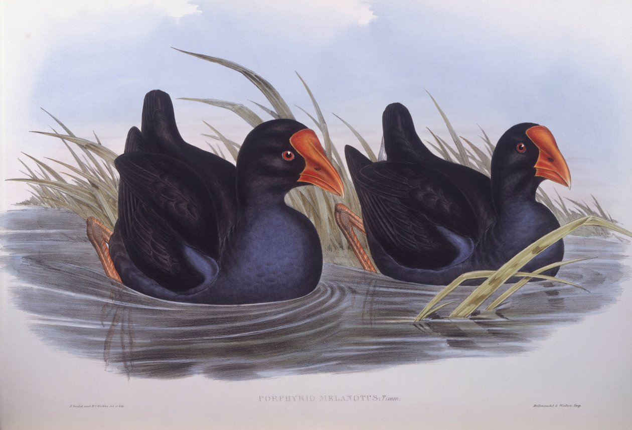 Australian suo (Porphyrio melanotus), kaiverrus John Gould tekijältä John Gould