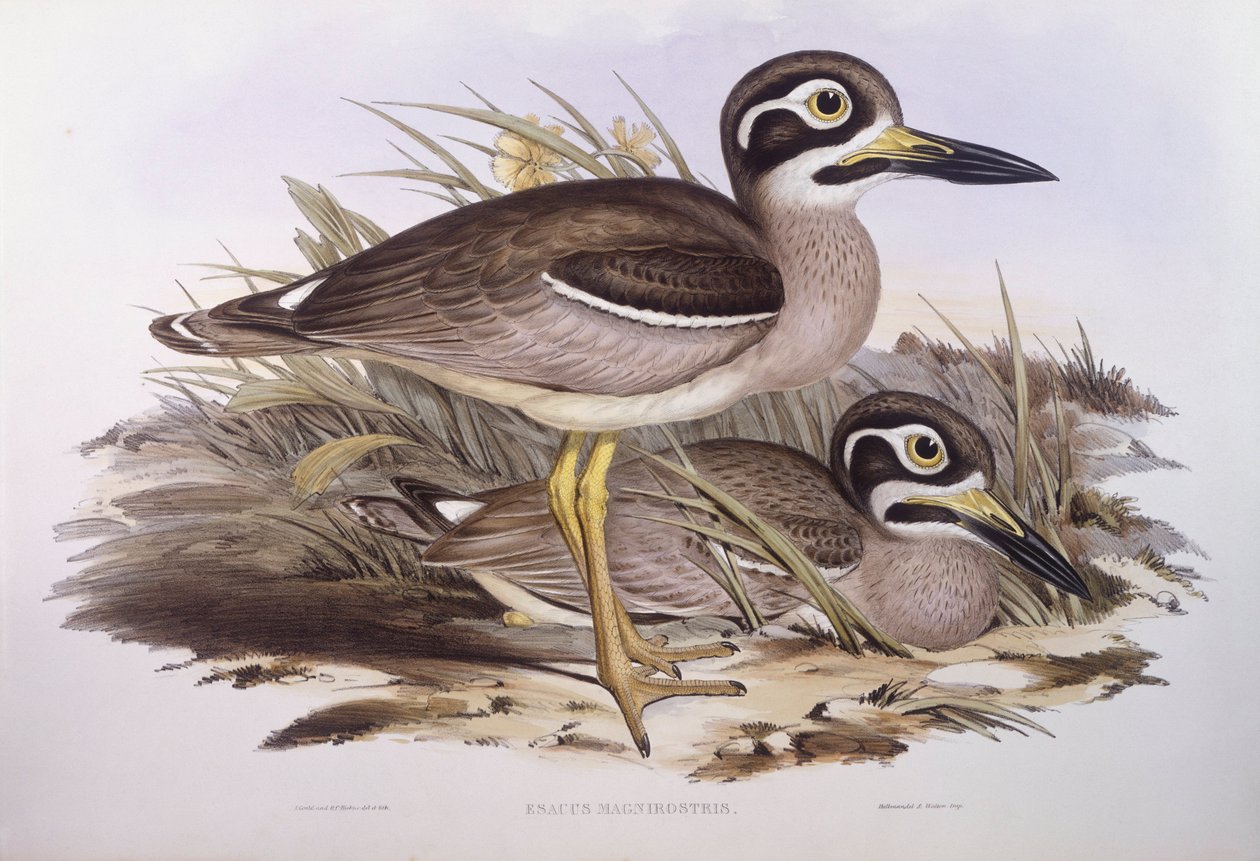 Rantapolvi (Esacus magnirostris tai Burhinus giganteus), kaiverrus John Gould tekijältä John Gould