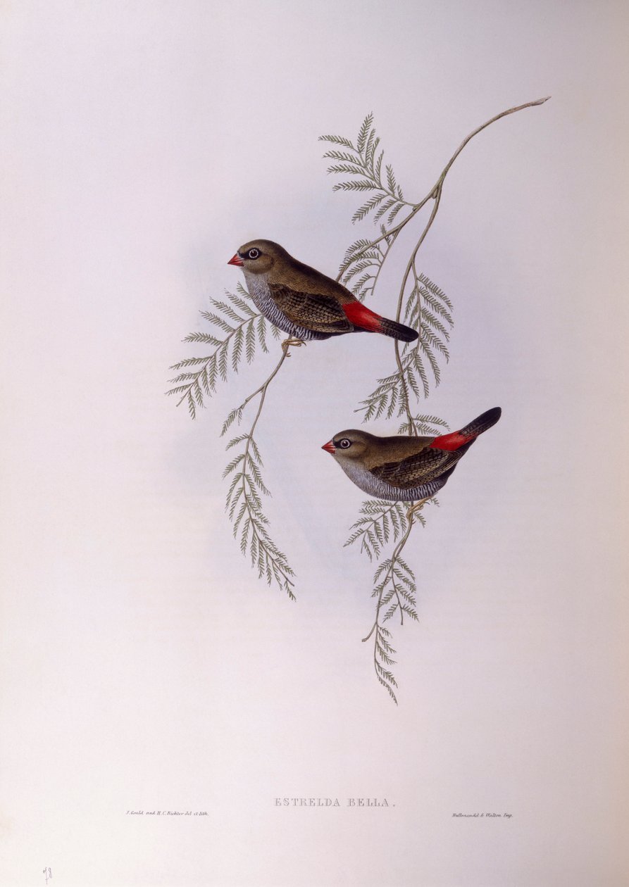 Kaunis tulihäntä (Stagonopleura bella), kaiverrus John Gould tekijältä John Gould