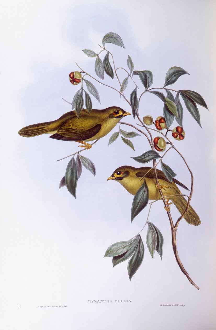 Bell Miner (Manorina melanophrys), kaiverrus John Gould tekijältä John Gould