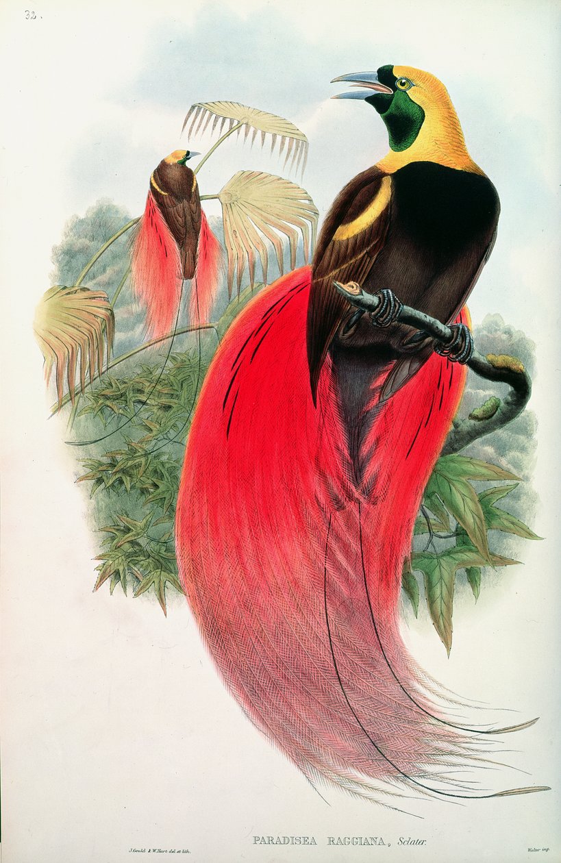 Paratiisin lintu, kaiverrus T. Walter tekijältä John Gould