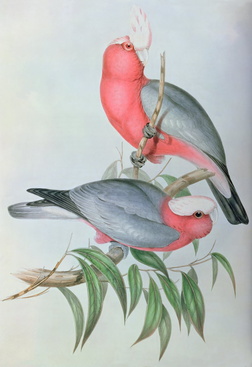 Aasian linnut tekijältä John Gould