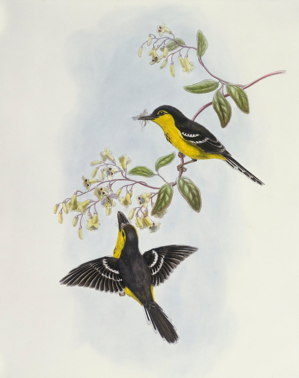 Mustarintainen venenokka (Machaerirhynchus nigripectus), kaiverrus John Gould tekijältä John Gould