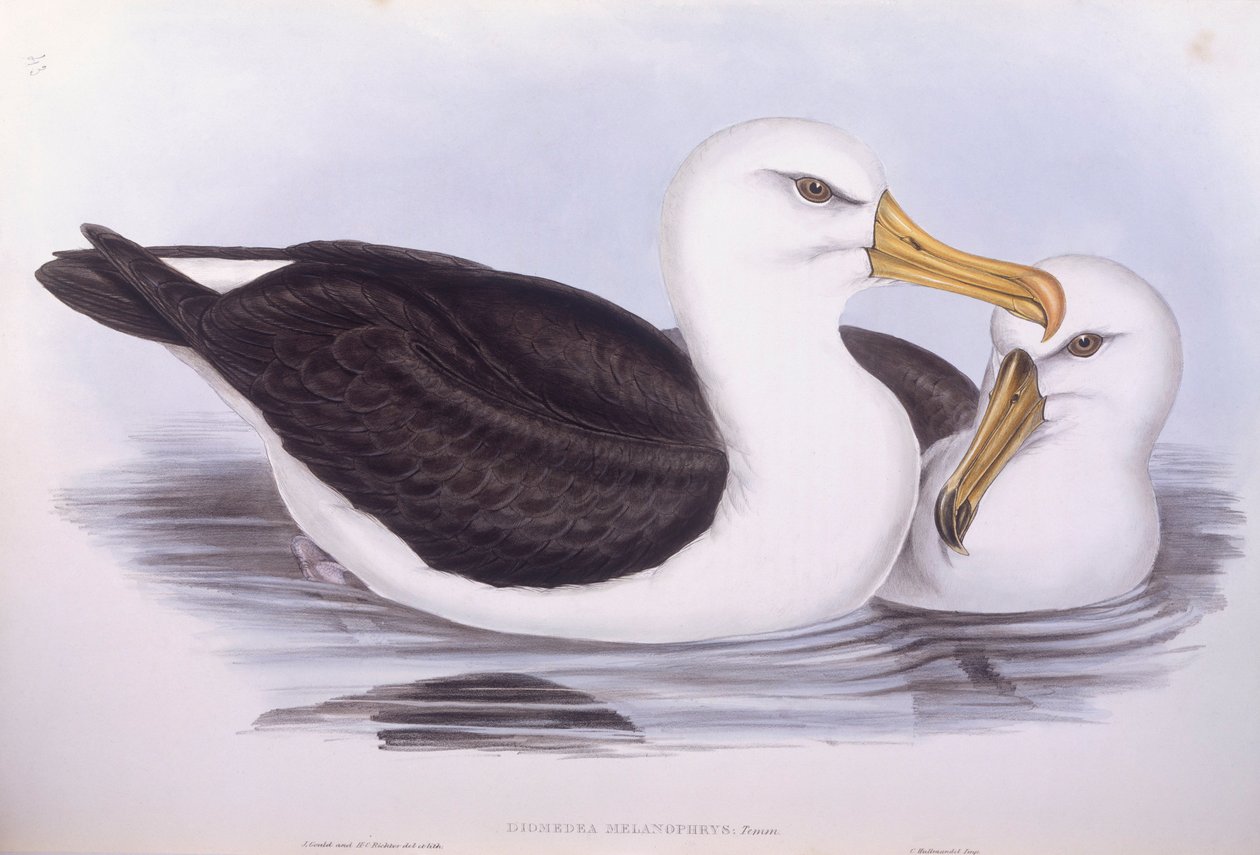 Blackbrowed albatross (Diomedea o Thalassarche melanophrys), kaiverrus John Gould tekijältä John Gould
