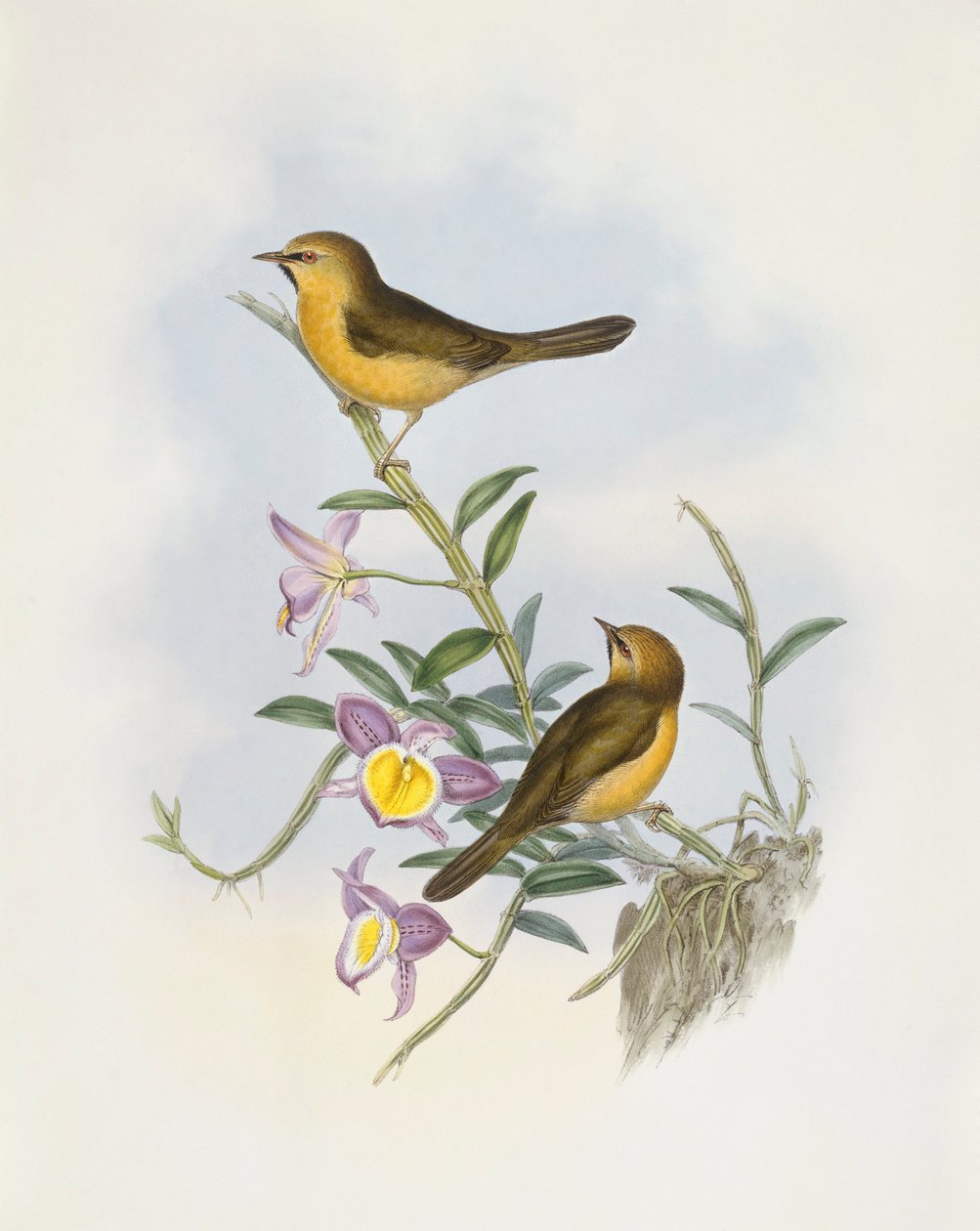 Mustaleukainen röyhelö (Stachyris pyrrhops), kaiverrus John Gould tekijältä John Gould