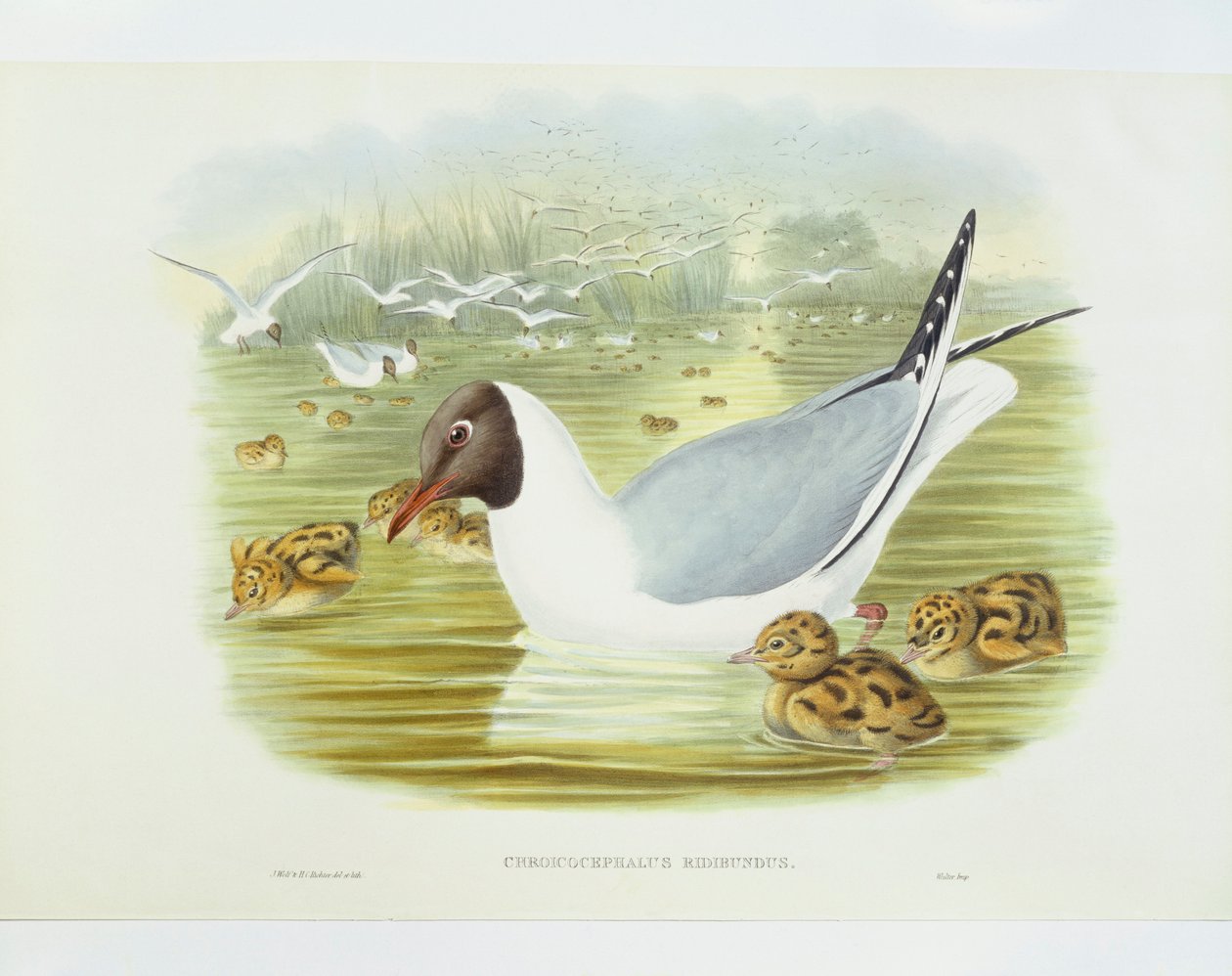 Mustapäinen lokki (Larus ridibundus), kaiverrus John Gould, William Hart, H C Richter tekijältä John Gould