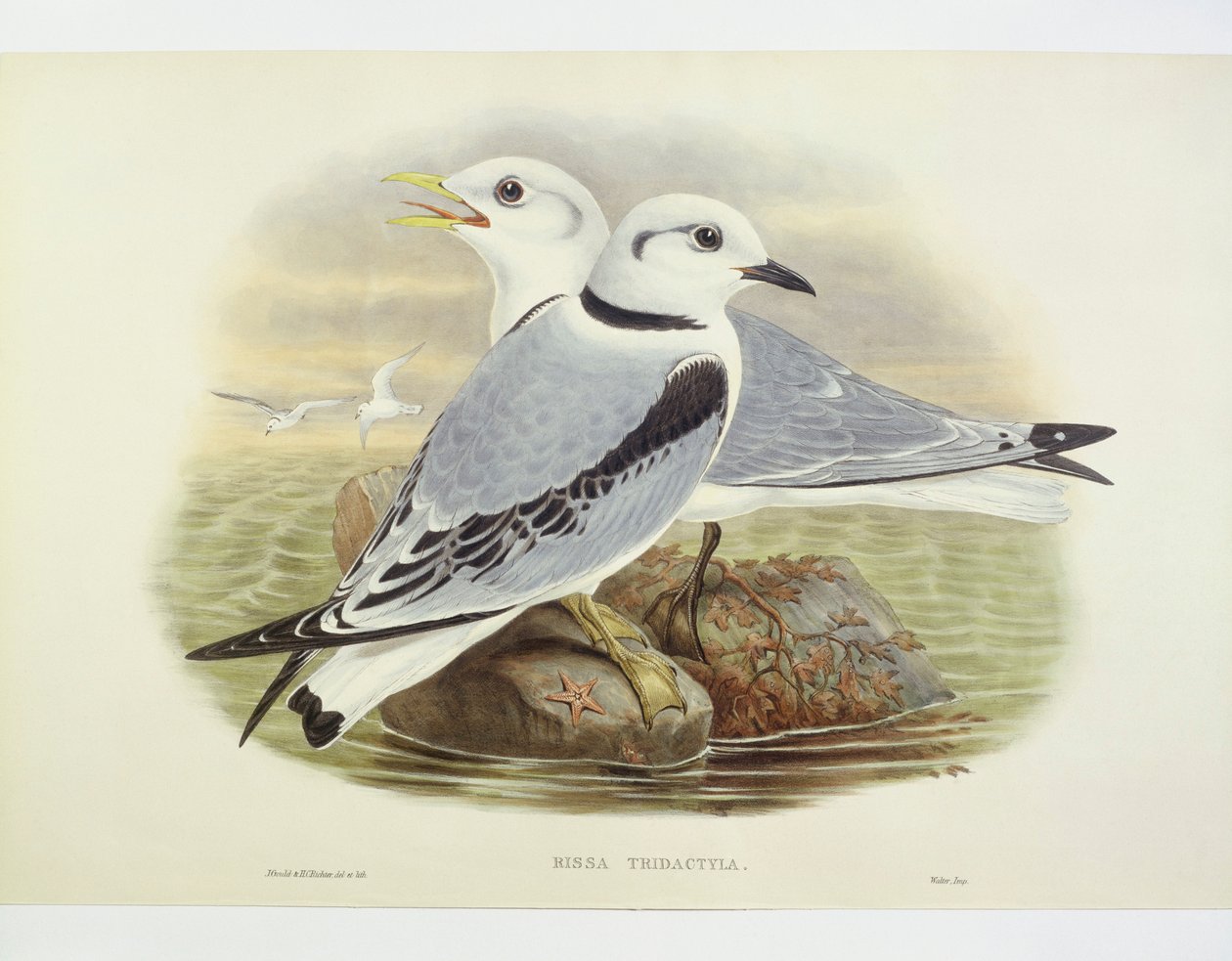 Mustajalkainen kittiwake (Rissa tridactyla), kaiverrus John Gould, William Hart, H C Richte tekijältä John Gould