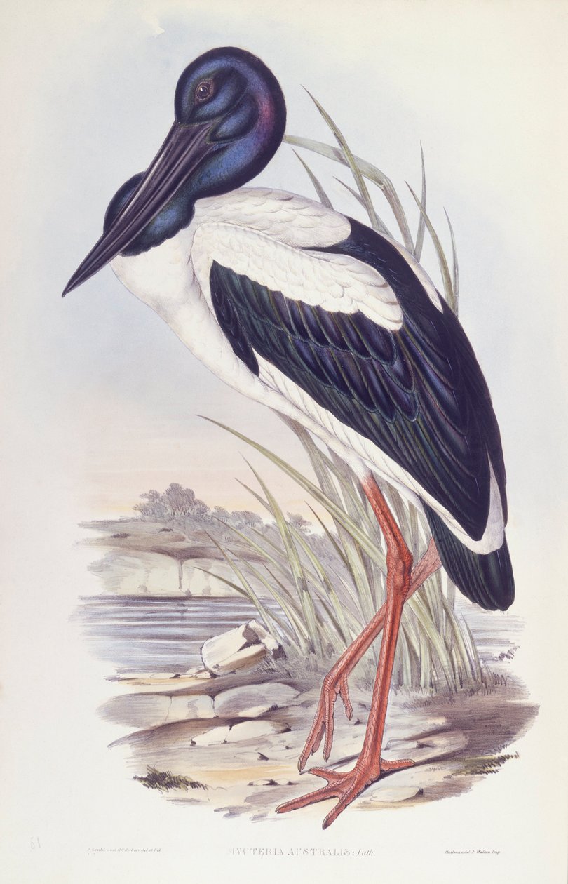 Mustakaulahaikara (Ephippiorhynchus asiaticus), kaiverrus John Gould tekijältä John Gould