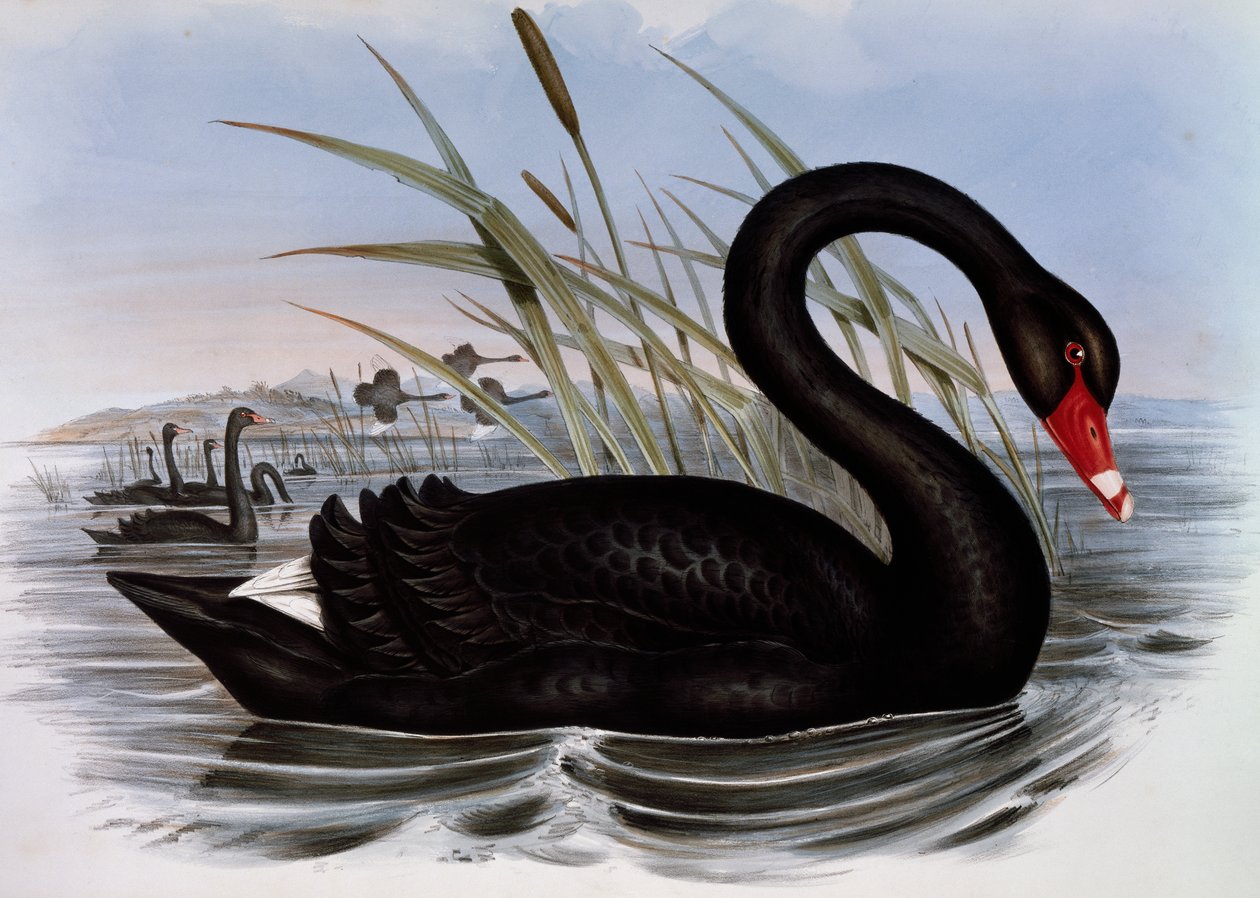 Black Swan (Cygnus atratus), kaiverrus Birds of Australiasta tekijältä John Gould