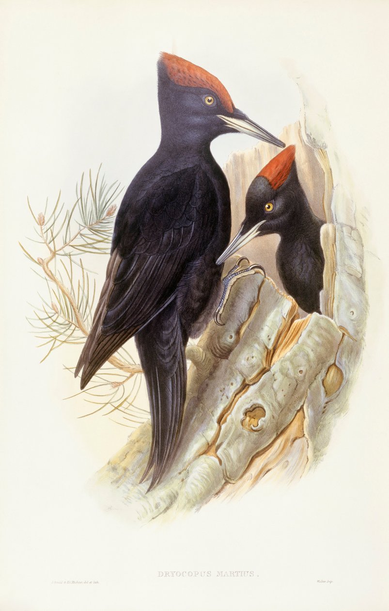 Musta tikka (Dryocopus martius), kaiverrus John Gould tekijältä John Gould