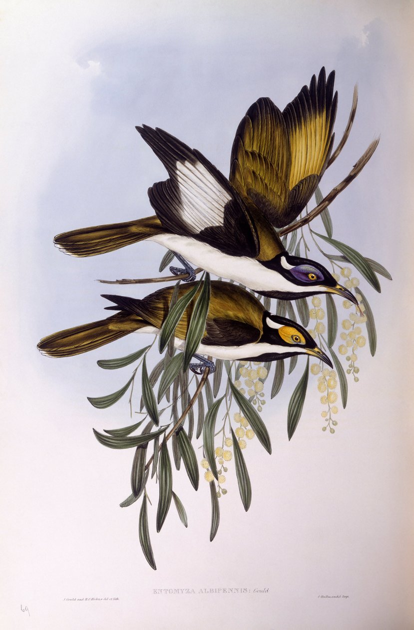 Sinikasainen hunajakärki (Entomyzon cyanotis), kaiverrus John Gould tekijältä John Gould